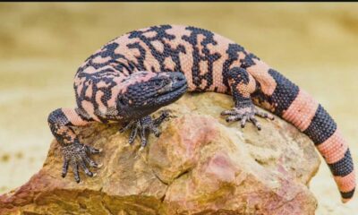 Colorado Man Dies After Being Bitten By Pet Gila Monster