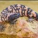 Colorado Man Dies After Being Bitten By Pet Gila Monster