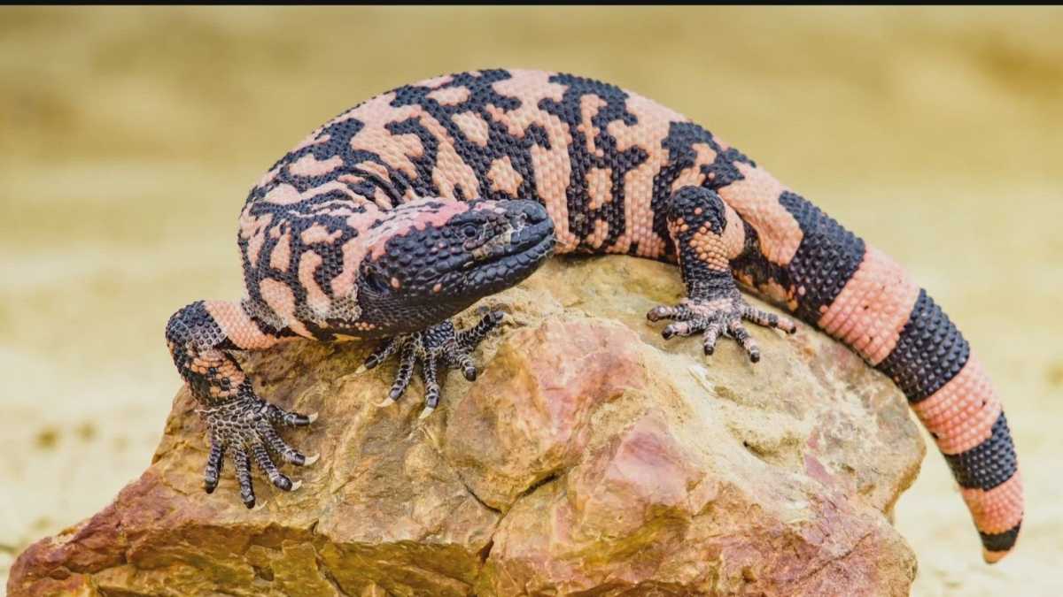 Colorado Man Dies After Being Bitten By Pet Gila Monster