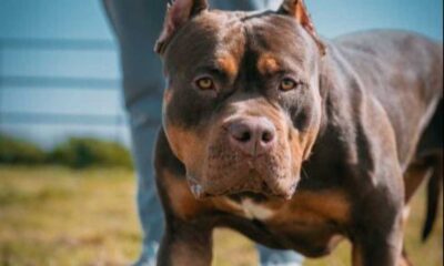 Controversial Ban On American Xl Bully Dogs Implemented In England And Wales