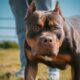 Controversial Ban On American Xl Bully Dogs Implemented In England And Wales