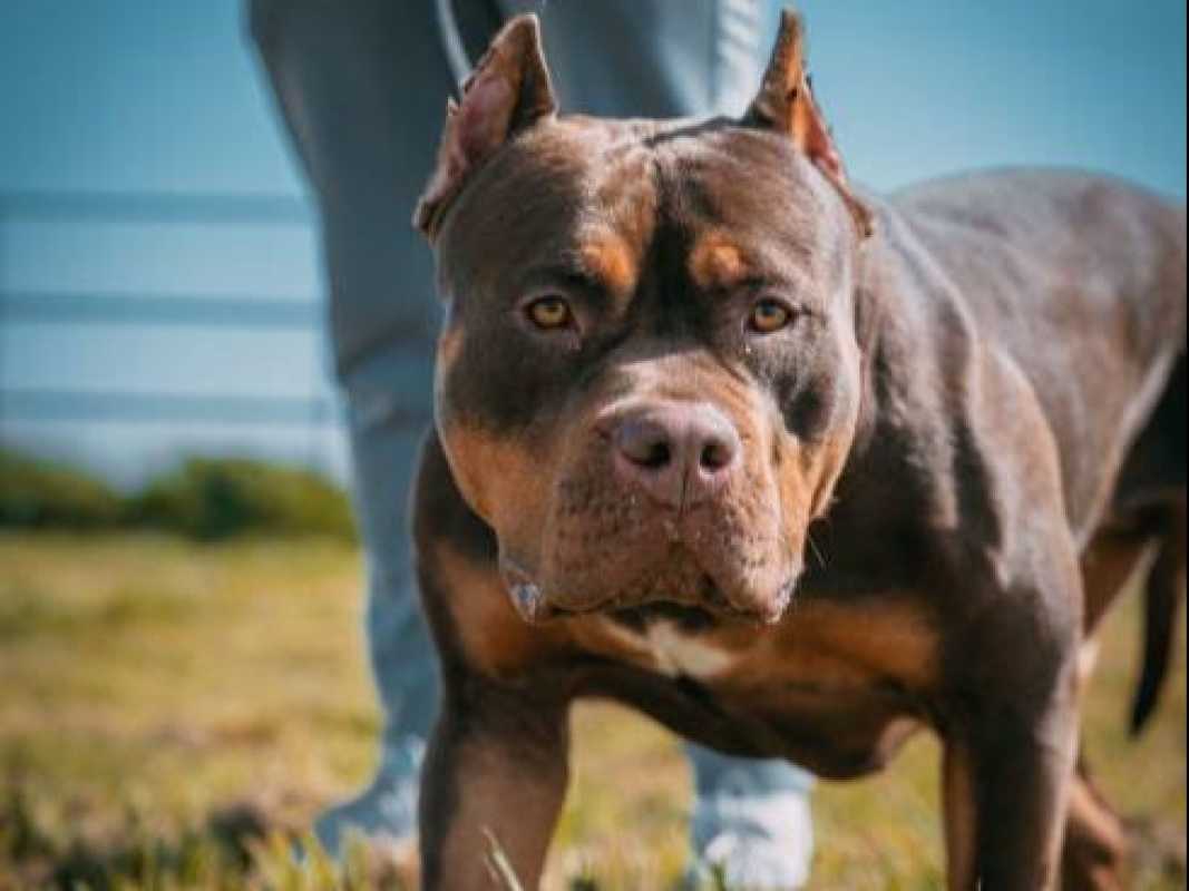 Controversial Ban On American Xl Bully Dogs Implemented In England And Wales