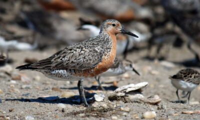 Decline In Number Of Birds Threatens Wetlands In Visakhapatnam