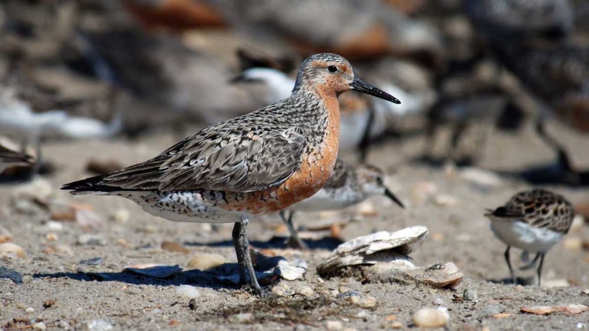 Decline In Number Of Birds Threatens Wetlands In Visakhapatnam