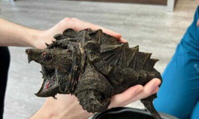 Exotic Alligator Snapping Turtle Discovered In Cumbrian Tarn