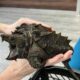 Exotic Alligator Snapping Turtle Discovered In Cumbrian Tarn