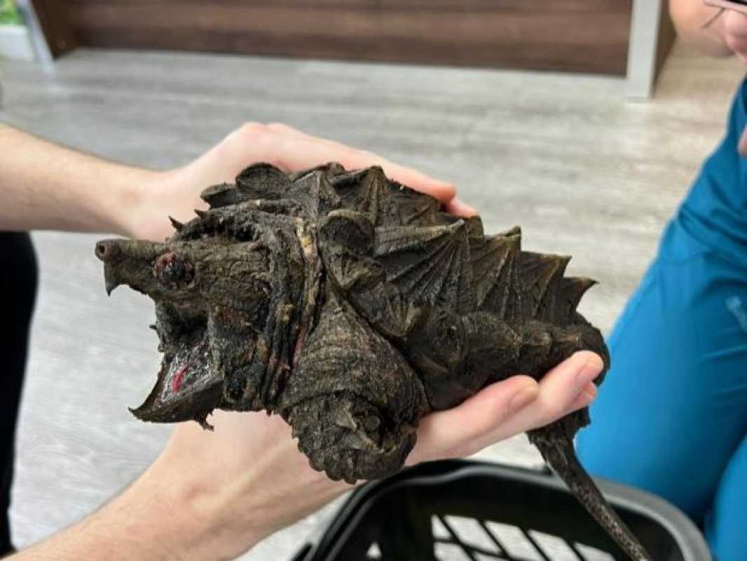 Exotic Alligator Snapping Turtle Discovered In Cumbrian Tarn