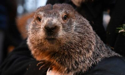 Famous North American Groundhogs Predict Early Spring