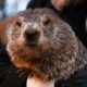 Famous North American Groundhogs Predict Early Spring