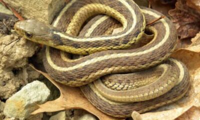 Farmers Urged To Embrace Snakes As Allies For Pest Control