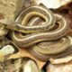 Farmers Urged To Embrace Snakes As Allies For Pest Control