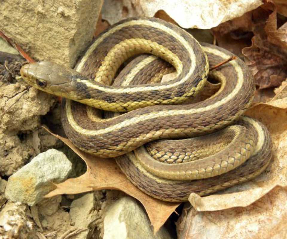 Farmers Urged To Embrace Snakes As Allies For Pest Control