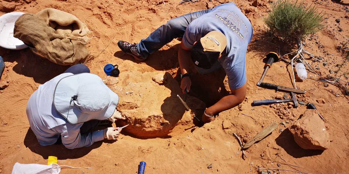 Fossil Discoveries In The Gobi Desert Shaping Evolutionary History