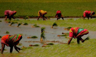 Karnataka's Summer Crops Face Significant Decline In Area Sown