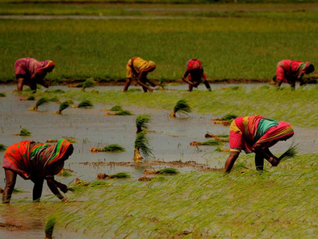 Karnataka's Summer Crops Face Significant Decline In Area Sown