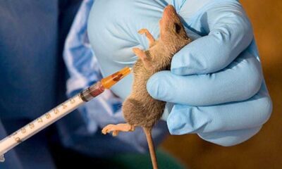 Lassa Fever Outbreak Sweeps Across Nigeria, Claiming Lives