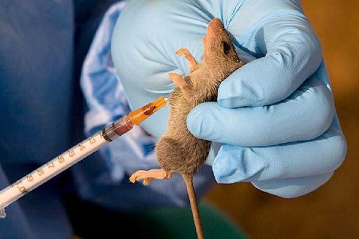 Lassa Fever Outbreak Sweeps Across Nigeria, Claiming Lives