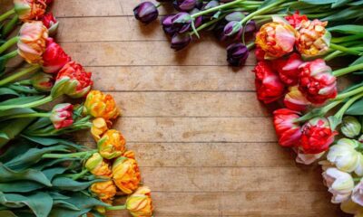 Local Tulip Farmers Deliver Blooms Just In Time For Valentine's Day