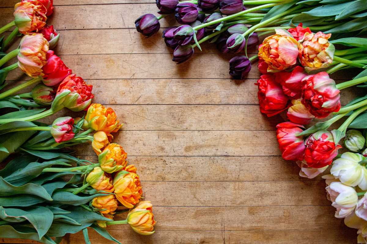 Local Tulip Farmers Deliver Blooms Just In Time For Valentine's Day