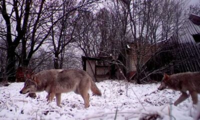 Mutant Wolves Of Chernobyl Show Genetic Resilience To Cancer Causing Radiation