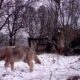 Mutant Wolves Of Chernobyl Show Genetic Resilience To Cancer Causing Radiation