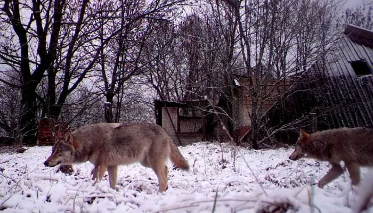 Mutant Wolves Of Chernobyl Show Genetic Resilience To Cancer Causing Radiation