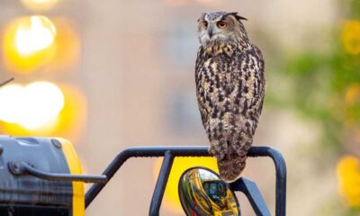 Nyc Mourns The Loss Of Flaco, The Beloved Eurasian Eagle Owl