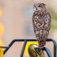 Nyc Mourns The Loss Of Flaco, The Beloved Eurasian Eagle Owl