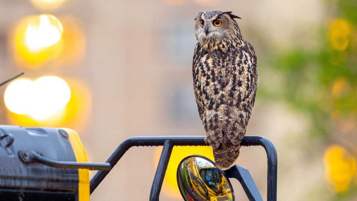 Nyc Mourns The Loss Of Flaco, The Beloved Eurasian Eagle Owl