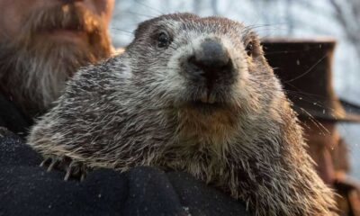 Punxsutawney Phil's Groundhog Day Prediction: Will Winter Continue?