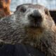 Punxsutawney Phil's Groundhog Day Prediction: Will Winter Continue?