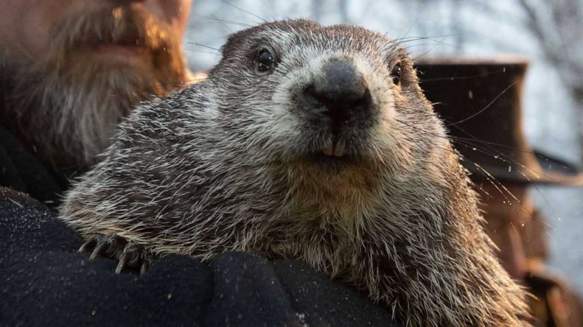 Punxsutawney Phil's Groundhog Day Prediction: Will Winter Continue?