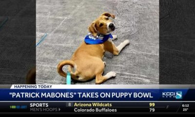 Puppy Bowl Xx Takes Center Stage Before Super Bowl Lviii