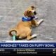 Puppy Bowl Xx Takes Center Stage Before Super Bowl Lviii