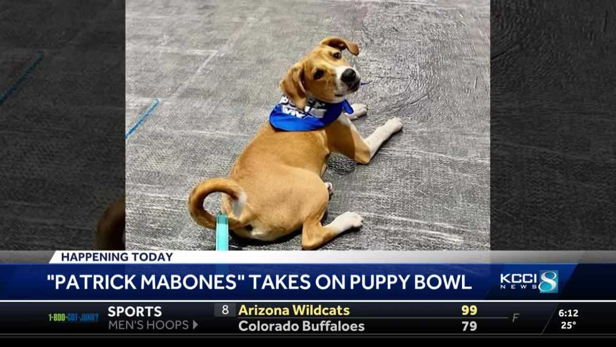 Puppy Bowl Xx Takes Center Stage Before Super Bowl Lviii