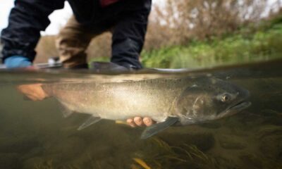 Rewilding The Lower Snake River: A Comprehensive Look At The Benefits Beyond Salmon Recovery