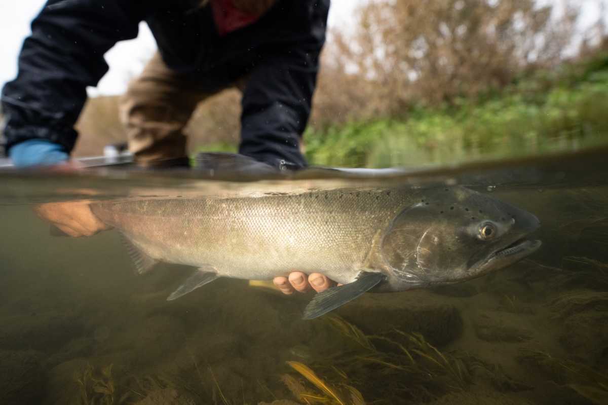 Rewilding The Lower Snake River: A Comprehensive Look At The Benefits Beyond Salmon Recovery