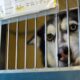 Shelter Crisis: Rise In Dog Euthanizations Calls For Urgent Community Solutions