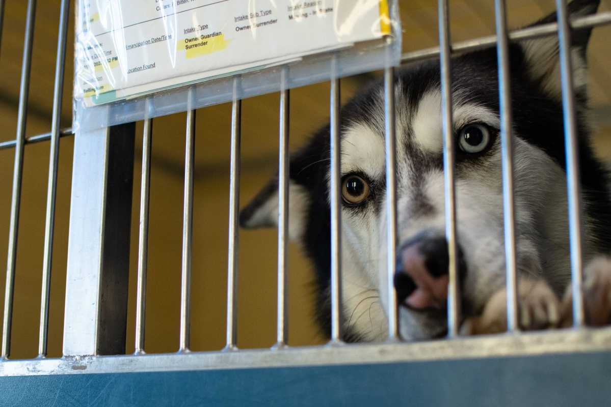 Shelter Crisis: Rise In Dog Euthanizations Calls For Urgent Community Solutions