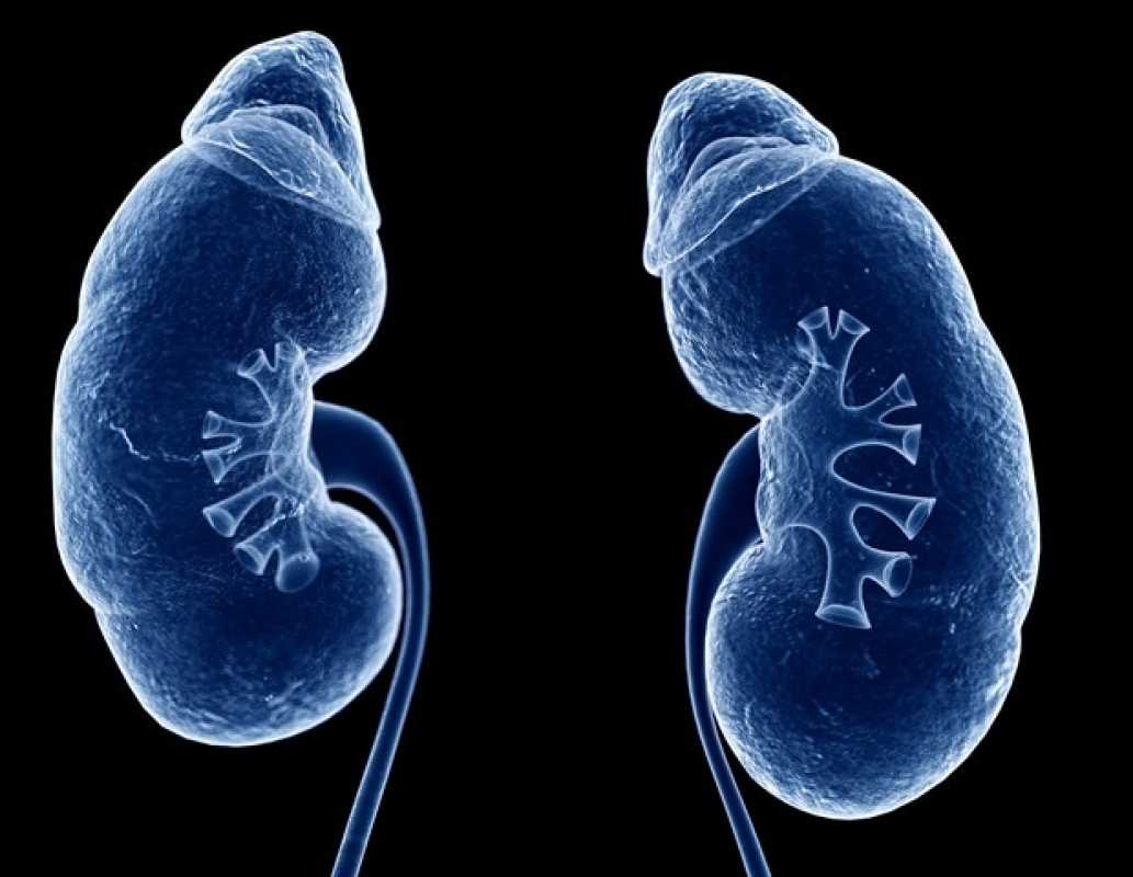 Study Reveals Insights Into Nephrotic Syndrome: Causes, Symptoms, And Treatment Options Explored