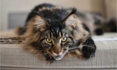 The Rising Costs Of Owning A Maine Coon Cat