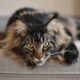 The Rising Costs Of Owning A Maine Coon Cat