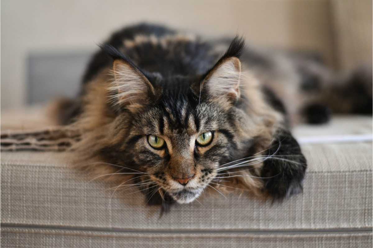 The Rising Costs Of Owning A Maine Coon Cat