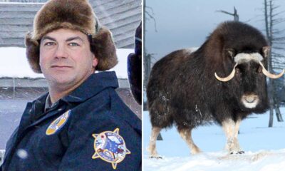 Tragedy In Nome: The Muskox Problem