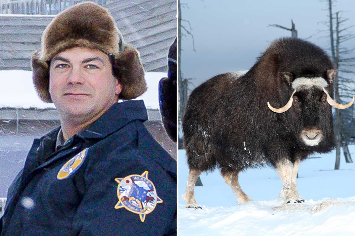 Tragedy In Nome: The Muskox Problem