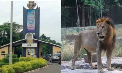 Tragedy Strikes As Oau Loses Veterinary Technologist To Lion Attack In Zoological Garden