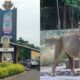 Tragedy Strikes As Oau Loses Veterinary Technologist To Lion Attack In Zoological Garden