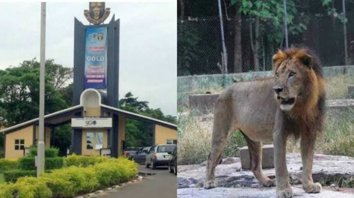 Tragedy Strikes As Oau Loses Veterinary Technologist To Lion Attack In Zoological Garden