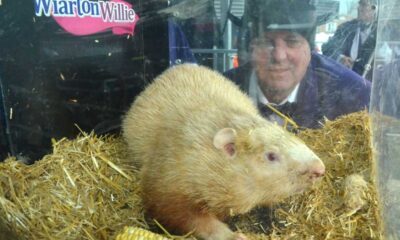 Wiarton Willie Predicts Early Spring, Joins Other Groundhogs In Weather Forecast