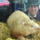 Wiarton Willie Predicts Early Spring, Joins Other Groundhogs In Weather Forecast